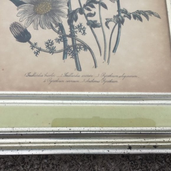 1840 Antique Botanical Yellow Print Framed by Jane Loudon Hand Colored Victorian - Picture 6 of 11